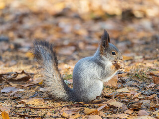 Autumn squirrel with nut sits on green grass with fallen yellow leaves