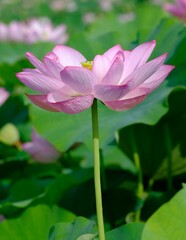 Fototapeta premium pink lotus in full blooming