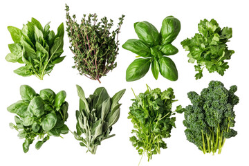 Naklejka premium A variety of fresh herbs like basil, rosemary leaves, on a white background. A collection or selection of various green leafy plants for cooking and herbal medicine use. Top-down, flat-lay.