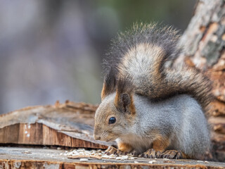 A squirrel sits on a stump and eats nuts in autumn.