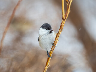 Cute bird the willow tit, song bird sitting on a branch without leaves in the winter.
