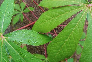Top view of wet cassava leaves. Water droplets on the leaves.