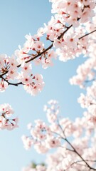 Fototapeta premium Delicate cherry blossom branches adorned with pink flowers under a clear blue sky