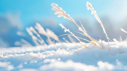 Frozen grass peeking through a soft layer of snow, a serene winter landscape highlighting nature's quiet beauty and the contrast between life and stillness.