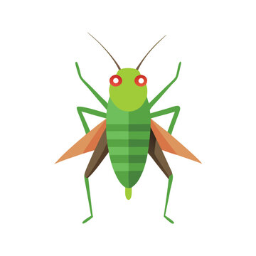 recommend clip art:  Conehead Cricket insect isolated flat vector illustration white background.