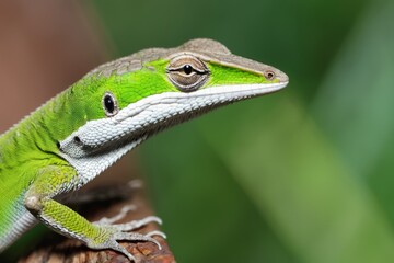 Fototapeta premium green lizard on a branch