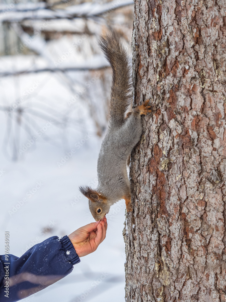 Canvas Prints Squirrel eats nuts from a man's hand. Caring for animals in winter or autumn.