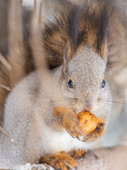 The squirrel with nut sits on tree in the winter or late autumn