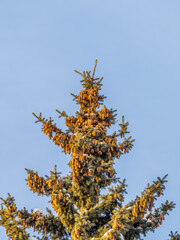 Green spruce branches with needles and cones against a blue sky in winter. Many cones on spruce. Fir tree.