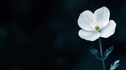 Obraz premium A white flower is the main focus of the image. The flower is surrounded by a dark background, which creates a sense of contrast and draws attention to the flower