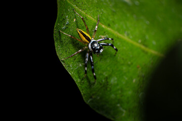 jumping spider on a web in the forest, closeup of photo