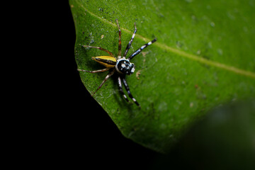 jumping spider on a web in the forest, closeup of photo