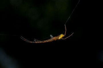 jumping spider on a web in the forest, closeup of photo