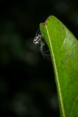 jumping spider on a web in the forest, closeup of photo