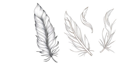Fototapeta premium A set of four hand-drawn feathers in black and white, isolated on a white background.