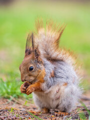 Squirrel eats a nut while sitting in green grass. Eurasian red squirrel, Sciurus vulgaris