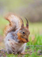 Squirrel eats a nut while sitting in green grass. Eurasian red squirrel, Sciurus vulgaris