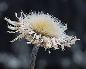 Close Up of a Dried American Basketflower Blossom Against a Black and White Background
