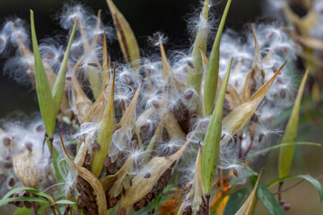 Defocused macro abstract of mature seed pods on a swamp milkweed plant, scattering fluffy seeds into the wind