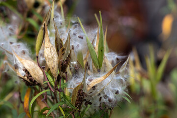 Defocused macro abstract of mature seed pods on a swamp milkweed plant, scattering fluffy seeds into the wind. With bokeh.