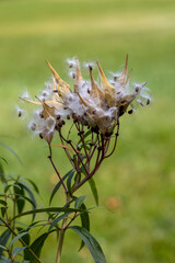 Defocused macro abstract of mature seed pods on a swamp milkweed plant, scattering fluffy seeds into the wind