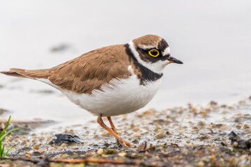 Little ringed plover (Charadrius dubius), bird standing on the lake shore