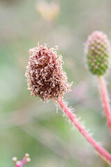 A close-up of a green flower bud with tiny, pink-tipped filaments
