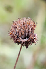 A dried, spiky seed head, possibly from a thistle or burdock plant, stands against a blurred green background
