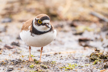 Little ringed plover (Charadrius dubius), bird standing on the lake shore
