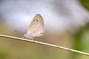 Delicate Dark Grass Blue Butterfly, Zizina labradus, perched on a slender twig
