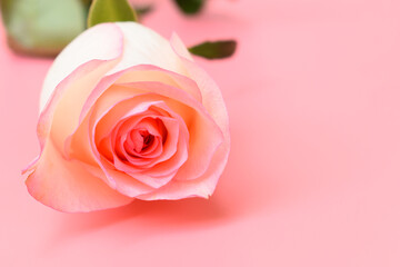 beautiful pastel rose flower on pink background, valentine day
