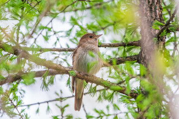Thrush Nightingale, Luscinia luscinia. A bird sits on a tree branch and sings