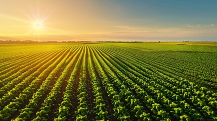 golden field with rows of crops, glowing in the light of the setting sun, creating a peaceful and abundant agricultural scene, with plenty of copy space for text