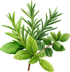 Fototapeta premium Fresh herbs including rosemary, mint, and basil arranged together isolated on transparent background.