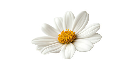 Fresh Daisy Flower Isolated - Transparent Background for Design Projects