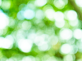 Green nature background bokeh leaf nature summer springtime blur sunlight natural fresh foliage environment ecosystem zero carbon envergy change backdrop, mockup product aesthetic beauty organic.