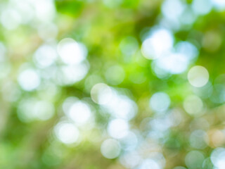 Obraz premium Green nature background bokeh leaf nature summer springtime blur sunlight natural fresh foliage environment ecosystem zero carbon envergy change backdrop, mockup product aesthetic beauty organic.