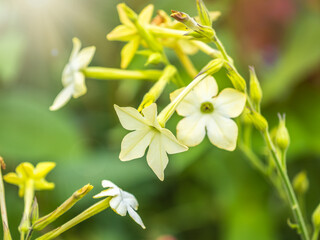 Flowering ornamental tobacco plant, Nicotiana alata