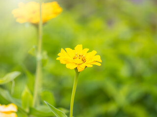 Yellow Zinnia flowers. Flowers zinnia elegans. Color nature background.