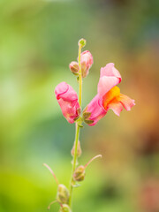 Pink flowers in the garden called Snapdragon or Antirrhinum majus or Bunny rabbits.