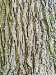 Obraz premium Bark texture and background of a old tree trunk. Detailed bark texture.