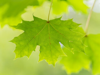 Maple branches with green and yellow leaves in autumn, in the light of sunset.
