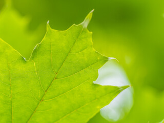 Maple branches with green and yellow leaves in autumn, in the light of sunset.