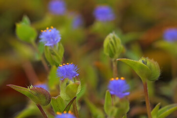 Cyanotis arachnoidea Wight Family Commelinaceae