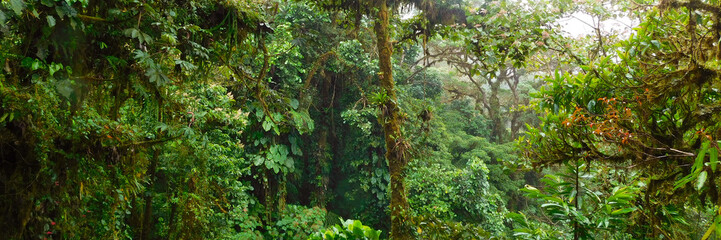 Tropical Rainforest