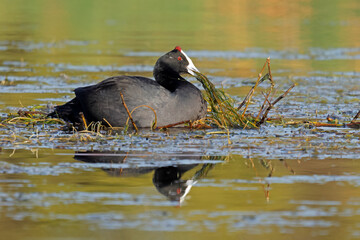 A red-knobbed coot (Fulica cristata) swimming in a pond, South Africa