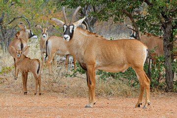 A family group of rare roan antelope (Hippotragus equinus) in natural habitat, South Africa