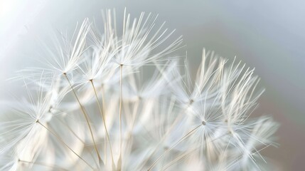 Delicate Dandelion Seeds: A Macro Perspective