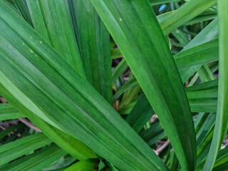 Fototapeta premium Green pandan leaves, often used as a natural food coloring and food aroma enhancer