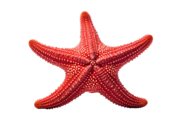 A natural starfish in shades of red with arms slightly curled, isolated on white background